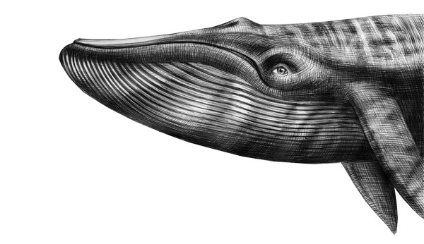 Pha co vốn có thể giúp duy trì tài khoản trong chuỗi cược thất bại không?